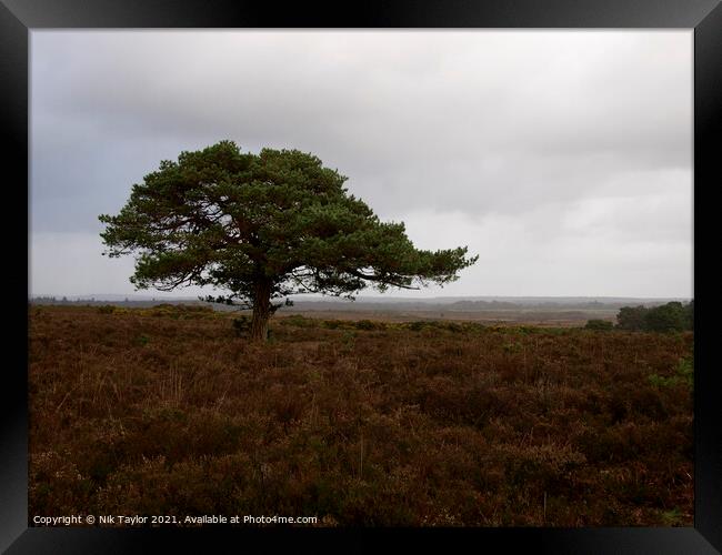 New forest tree Framed Print by Nik Taylor