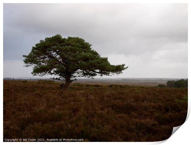 New forest tree Print by Nik Taylor