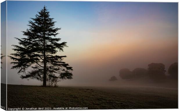 Weald Country Park, Lone Pine Canvas Print by Jonathan Bird