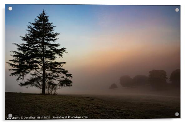 Weald Country Park, Lone Pine Acrylic by Jonathan Bird