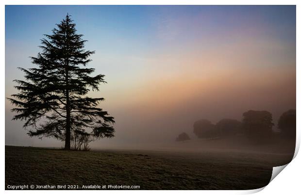 Weald Country Park, Lone Pine Print by Jonathan Bird