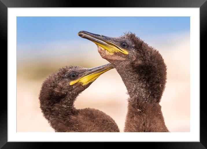 Two juveniles Shags on the beach Framed Mounted Print by John Finney