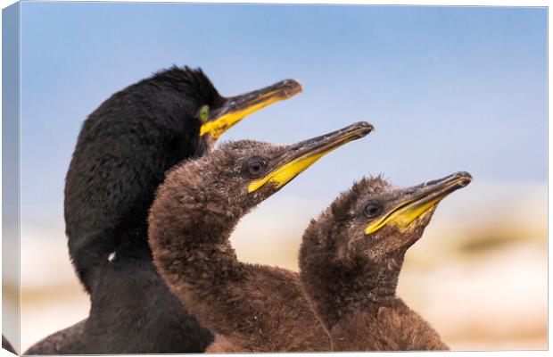 Adult Shag birds & Two juveniles Canvas Print by John Finney