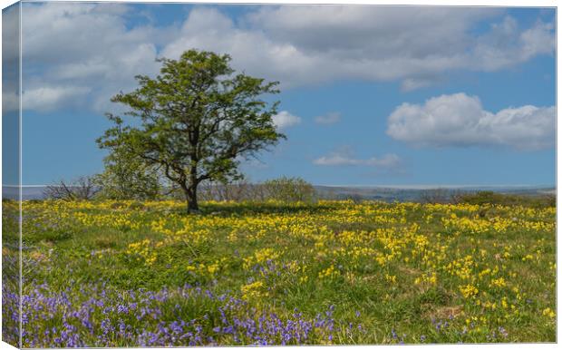 Feizor Bluebells in the Yorkshire Dales  Canvas Print by Tony Keogh