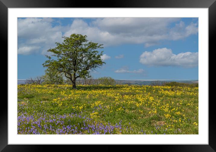 Feizor Bluebells in the Yorkshire Dales  Framed Mounted Print by Tony Keogh