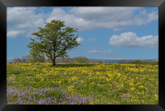 Feizor Bluebells in the Yorkshire Dales  Framed Print by Tony Keogh