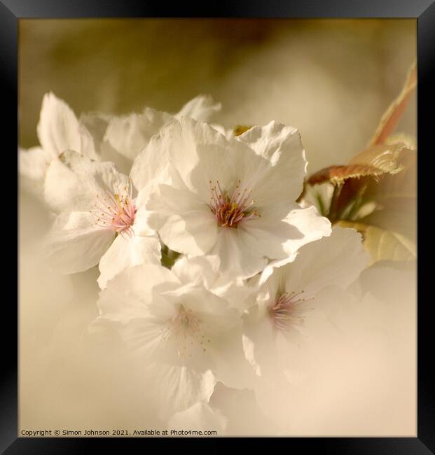 Blossom close up Framed Print by Simon Johnson