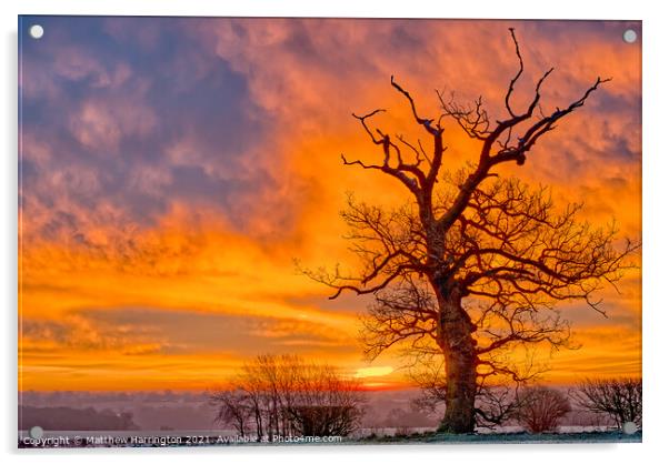 Lone Tree in Suffolk Acrylic by Matthew Harrington