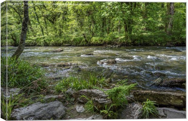 Tarr Steps woodland walk Canvas Print by Kevin White