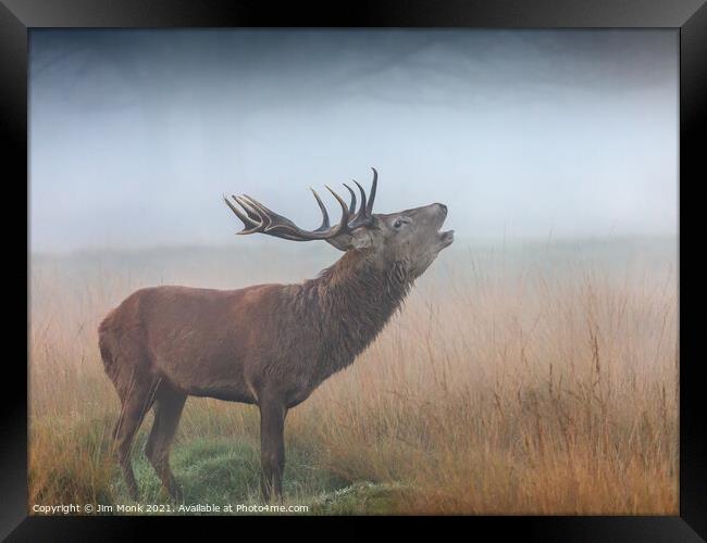Red Deer Stag bellowing in the mist Framed Print by Jim Monk