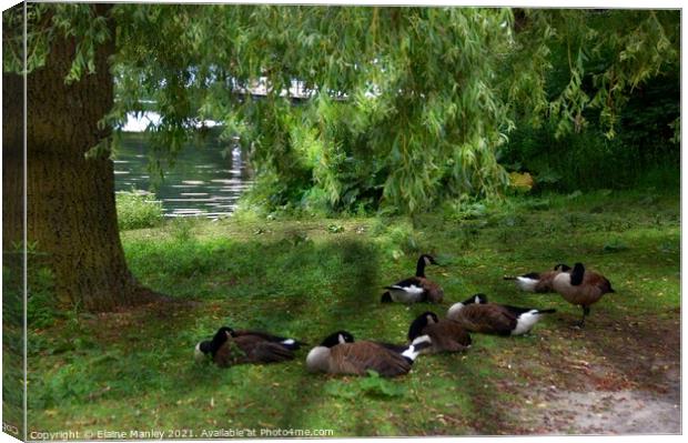 Afternoon Rest Canvas Print by Elaine Manley