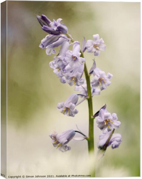 Bluebell flower Canvas Print by Simon Johnson