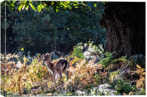 Enchanting Fallow Fawn in Sunlit Wilderness Canvas Print by Holly Burgess