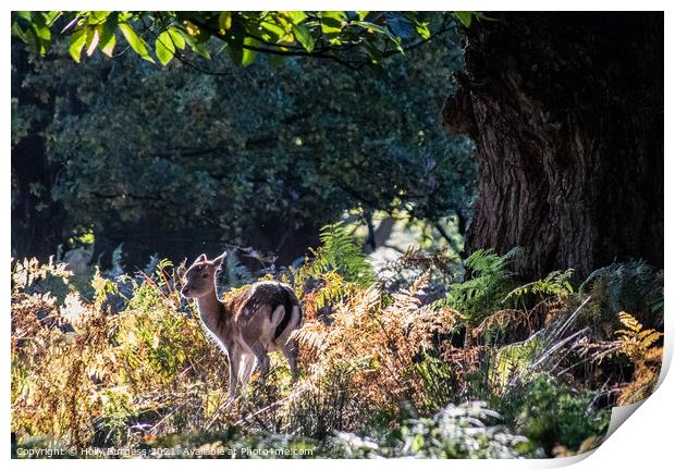 Enchanting Fallow Fawn in Sunlit Wilderness Print by Holly Burgess