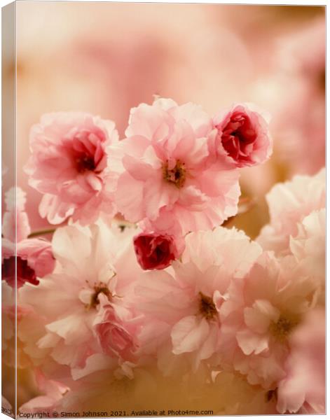 Cherry blossom Canvas Print by Simon Johnson