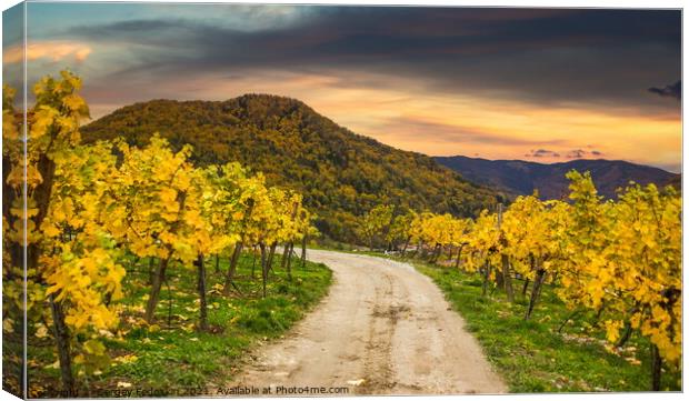 Autumn vineyards. Wachau valley. Canvas Print by Sergey Fedoskin