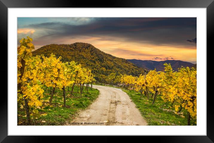 Autumn vineyards. Wachau valley. Framed Mounted Print by Sergey Fedoskin