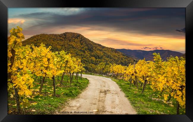 Autumn vineyards. Wachau valley. Framed Print by Sergey Fedoskin