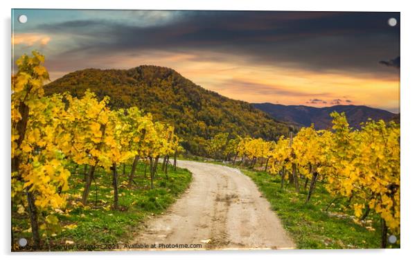 Autumn vineyards. Wachau valley. Acrylic by Sergey Fedoskin