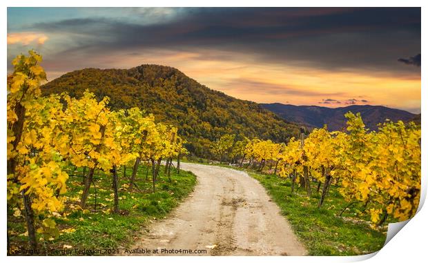 Autumn vineyards. Wachau valley. Print by Sergey Fedoskin