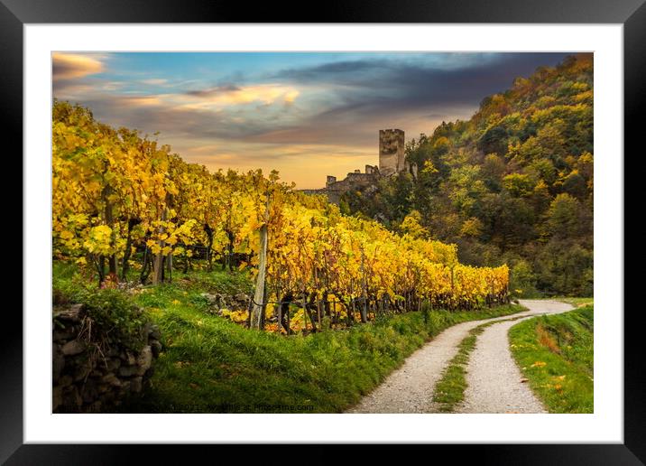 Autumn vineyards against old ruin of Hinterhaus castle in Spitz. Framed Mounted Print by Sergey Fedoskin