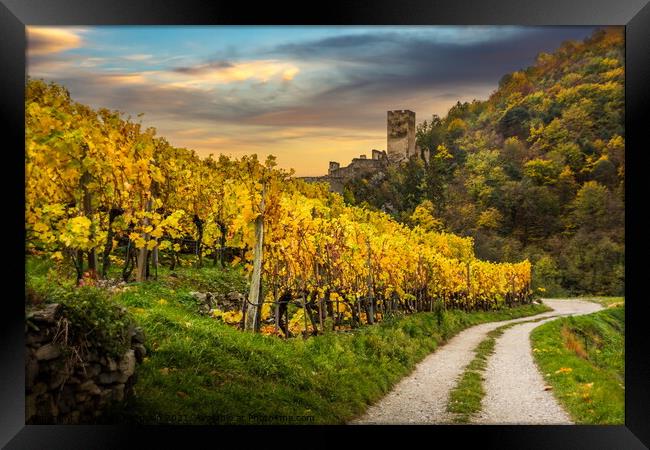 Autumn vineyards against old ruin of Hinterhaus castle in Spitz. Framed Print by Sergey Fedoskin