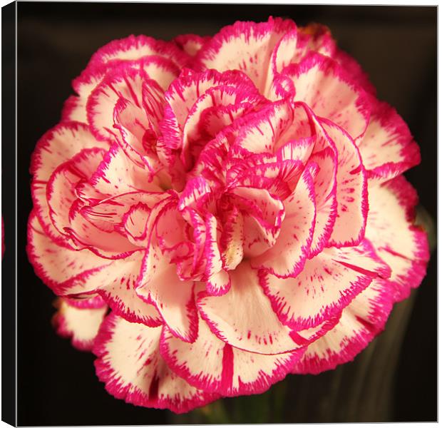 Pink & white Carnation Canvas Print by Chris Turner
