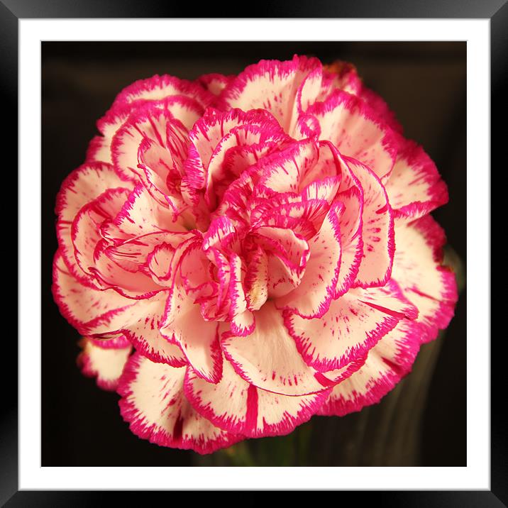 Pink & white Carnation Framed Mounted Print by Chris Turner