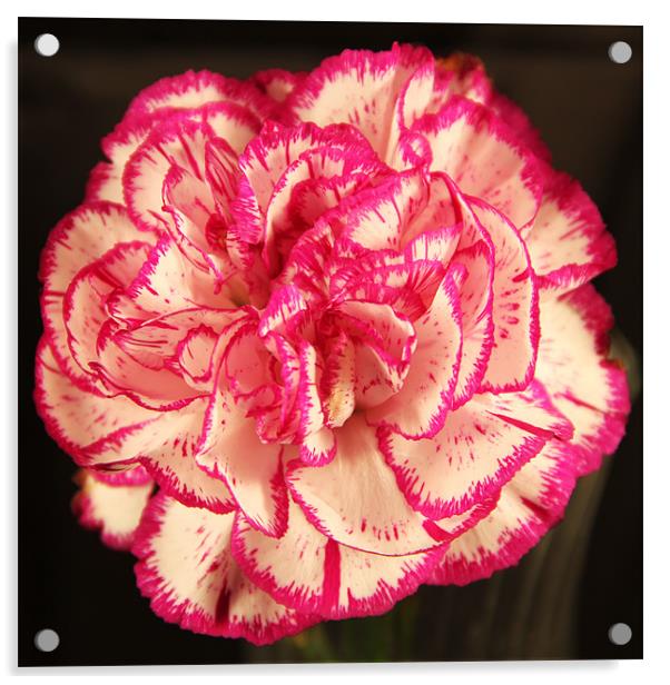 Pink & white Carnation Acrylic by Chris Turner
