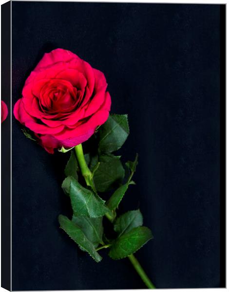 Red Rose flower on black. Canvas Print by Geoff Childs