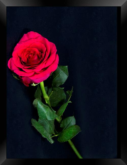 Red Rose flower on black. Framed Print by Geoff Childs