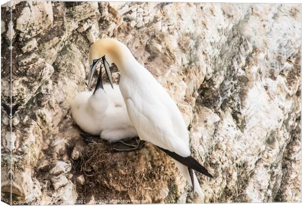 Gannets and her young being fed taken at Bempton Cliff Yorkshire  Canvas Print by Holly Burgess