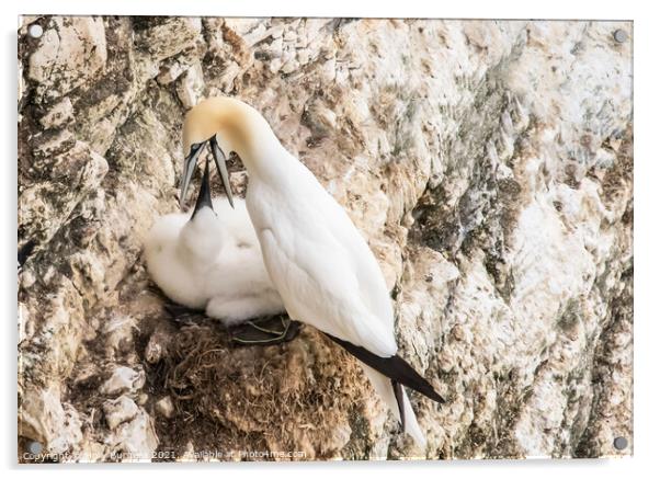 Gannets and her young being fed taken at Bempton Cliff Yorkshire  Acrylic by Holly Burgess