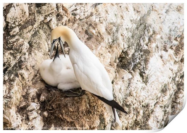 Gannets and her young being fed taken at Bempton Cliff Yorkshire  Print by Holly Burgess