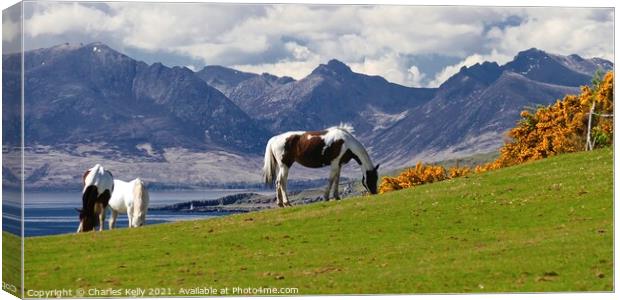 Horses on the Isle of Cumbrae Canvas Print by Charles Kelly