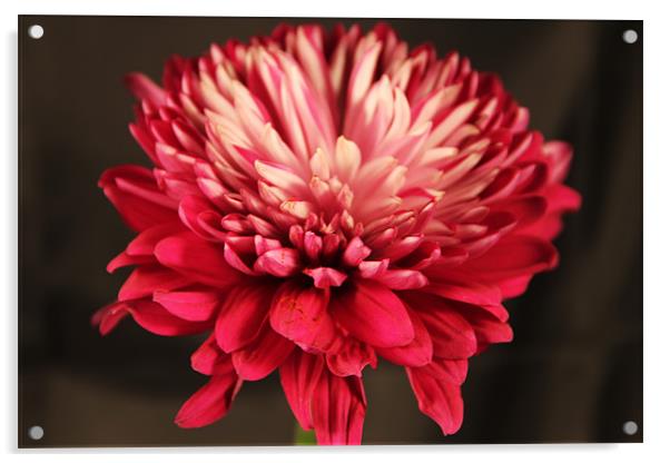 Pink Dahlia Acrylic by Chris Turner