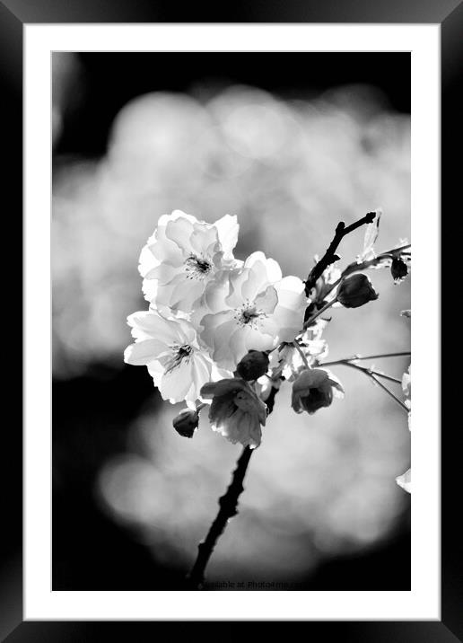 sunlit spring blossom Framed Mounted Print by Simon Johnson