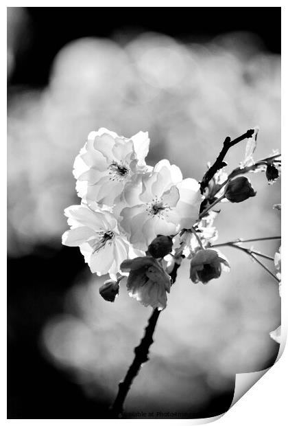 sunlit spring blossom Print by Simon Johnson