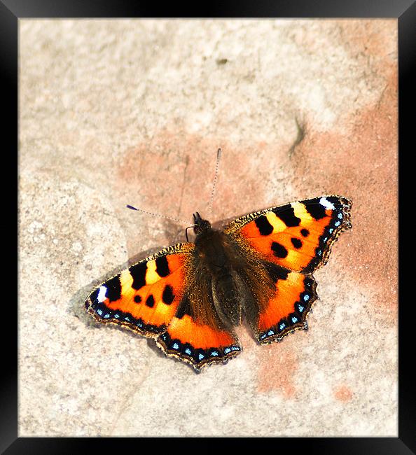 Small Tortoiseshell Framed Print by Keith Thorburn EFIAP/b