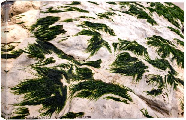 Seaweed On A Rock Canvas Print by David Shackle