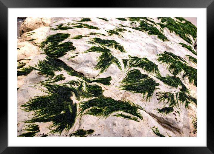 Seaweed On A Rock Framed Mounted Print by David Shackle