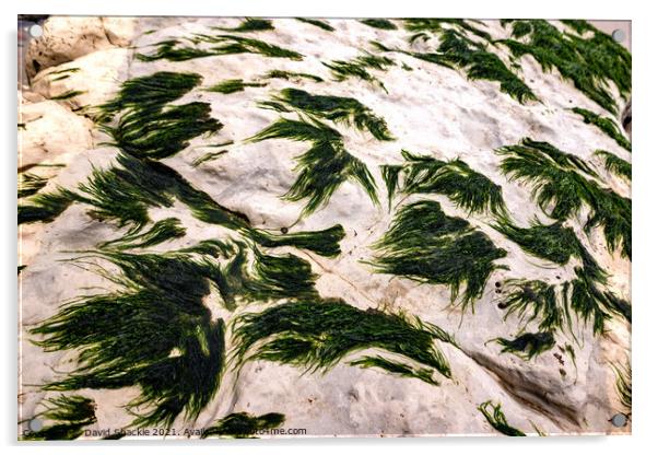 Seaweed On A Rock Acrylic by David Shackle