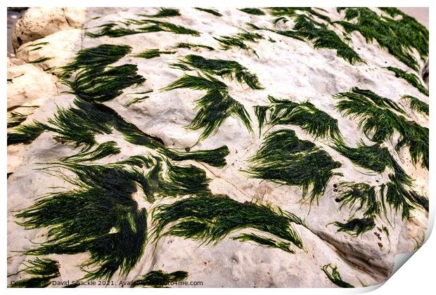 Seaweed On A Rock Print by David Shackle