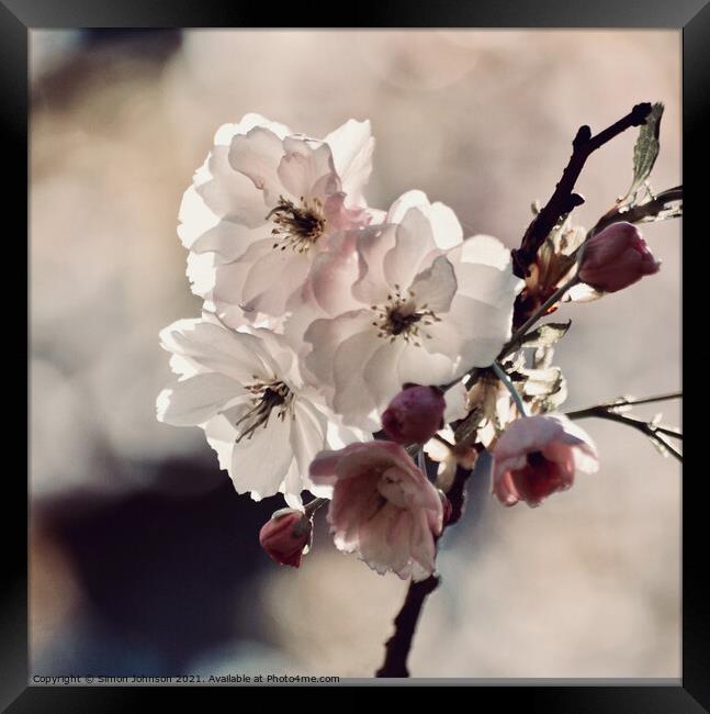 White blossom Framed Print by Simon Johnson