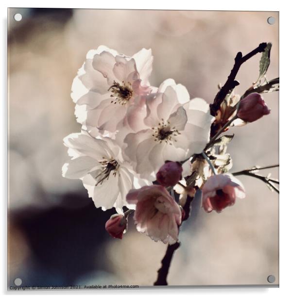 White blossom Acrylic by Simon Johnson