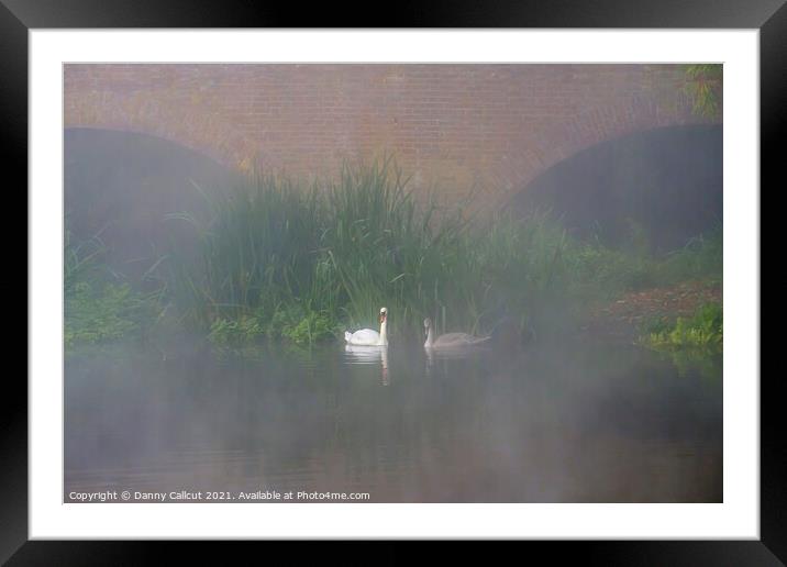 Swans in Mist Framed Mounted Print by Danny Callcut