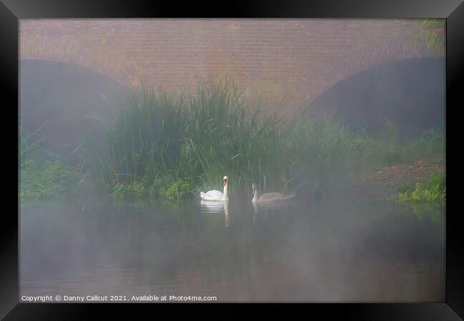 Swans in Mist Framed Print by Danny Callcut