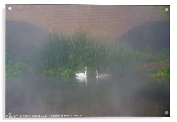 Swans in Mist Acrylic by Danny Callcut