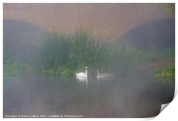 Swans in Mist Print by Danny Callcut