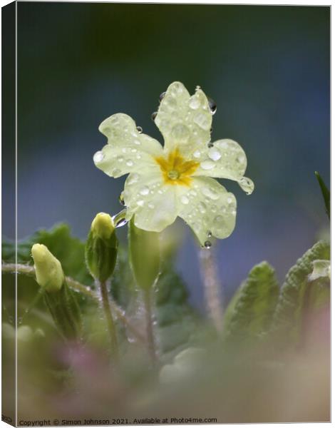 wet primrose Canvas Print by Simon Johnson